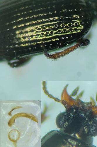 Dyschirius sp.